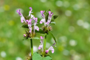 yabani bitkiler, tıbbi bitkiler, tıbbi çiçekler...