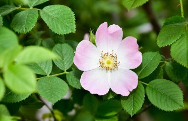 Huzurlu çiçekler ve doğal çevre