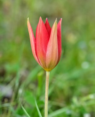 şakayık ve doğada yaşam