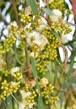 Doğal bitkiler ve çiçekler. Okaliptüs ağacı çiçekleri ve tohumlarının fotoğrafları.