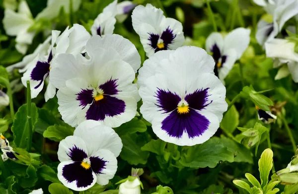 Varias Flores Jardín Violetas Jardín —  Fotos de Stock