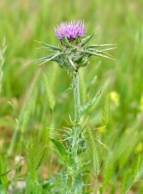 wild plants, wild thorn photos