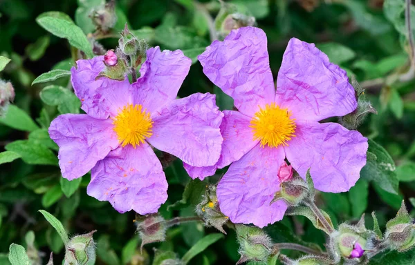 Zdjęcia Naturalnych Kwiatów Rosnących Wsi — Zdjęcie stockowe