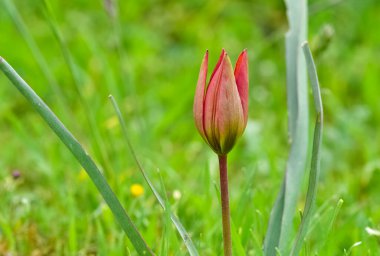 şakayık ve doğada yaşam