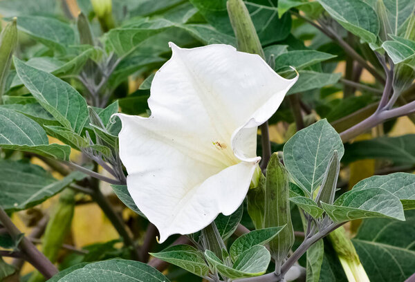 белые цветущие растения, растущие в сельской местности