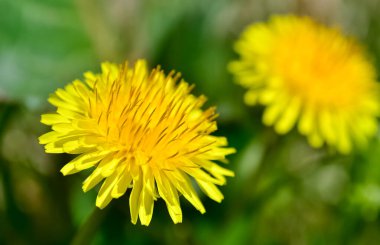 çeşitli pofuduk karahindiba çiçekli fotoğraflar