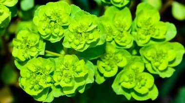 Vahşi bitki resimleri, tıbbi çiçekler. Sperm çiçekleri fotoğrafları.