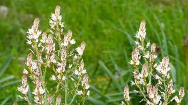 Doğada kendiliğinden büyüyen tıbbi bitkiler.