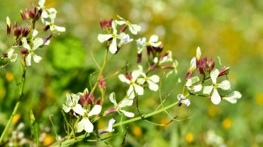 Salata yapımında kullanılan yeşil bitkiler. Tarlada büyüyen roket fabrikası çiçek açtı..