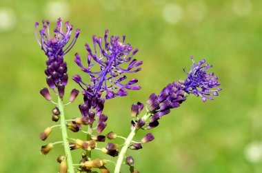 Vahşi çiçeklerin, vahşi sümbüllerin fotoğrafları.