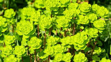 Vahşi bitki resimleri, tıbbi çiçekler. Sperm çiçekleri fotoğrafları.