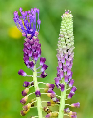 Vahşi çiçeklerin, vahşi sümbüllerin fotoğrafları.