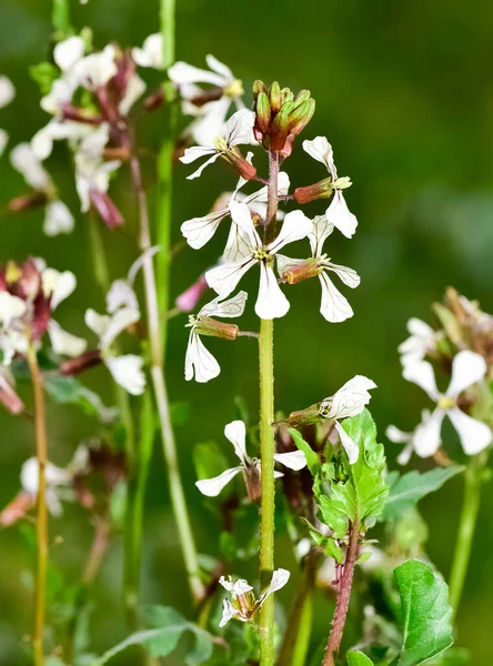 stock image green plants used in making salads. The rocket plant growing in the field bloomed.