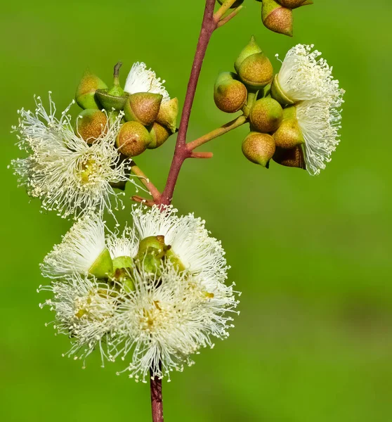 Natürliche Pflanzen Und Blumen Fotos Von Eukalyptusblüten Und Samen — Stockfoto