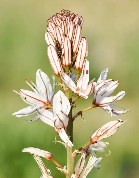 stock image medicinal plants that grow spontaneously in nature