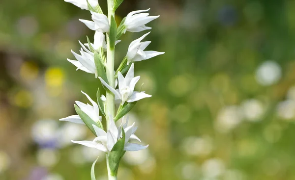 野生の植物や花です 野生の白い蘭の写真 — ストック写真