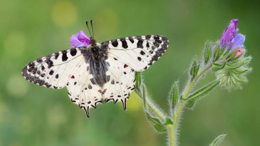 Vahşi yaşam ve doğa kelebeklerinin fotoğrafları.