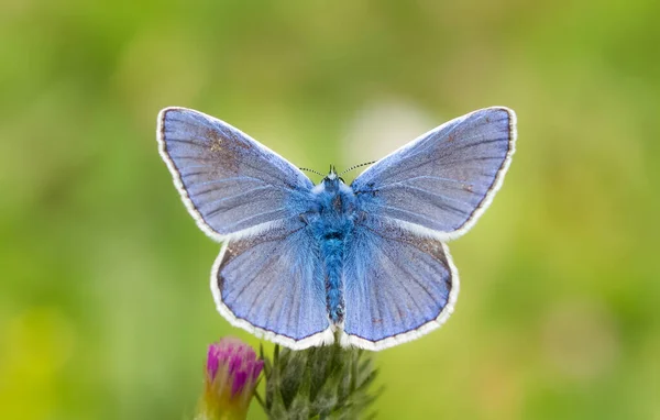 야생의 나비들 — 스톡 사진
