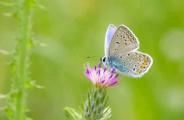 Дикая Природа Дикие Маленькие Бабочки — стоковое фото
