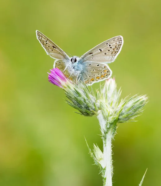 야생의 나비들 — 스톡 사진