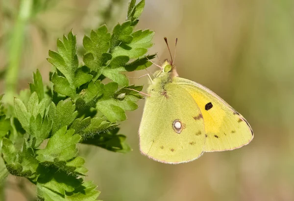 stock image flowers and butterfly in natural life