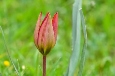 şakayık ve doğada yaşam