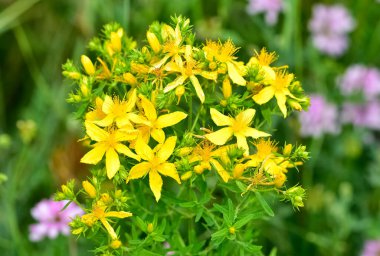 Sarı çiçekli bitkiler. yabani bitkiler ve çiçekler..