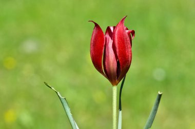 şakayık ve doğada yaşam