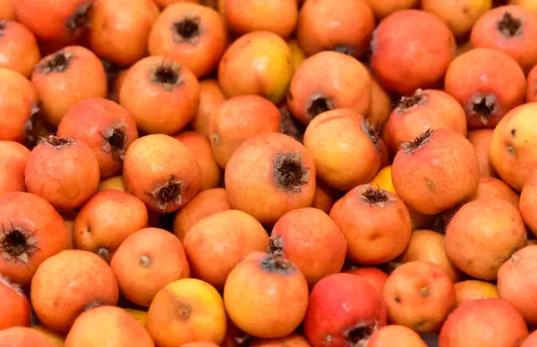 Stock image wild fruit images. photos of red hawthorn.