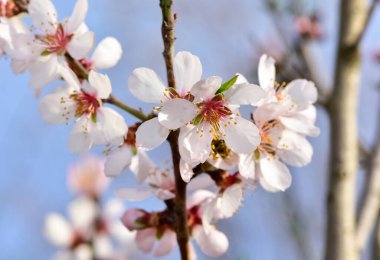 Çiçekli kayısı ağacı ve kayısı çiçeklerinin fotoğrafları.