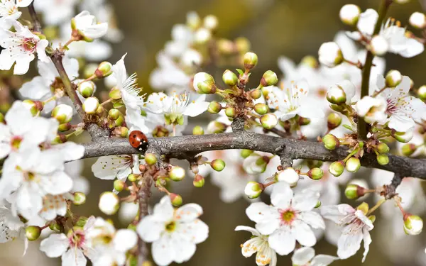 Fotos Von Blühenden Pflaumenbäumen Und Pflaumenblumen Stockbild