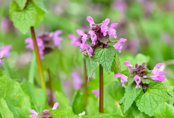stock image photos of wildflowers and wildflowers. dead nettle flower.