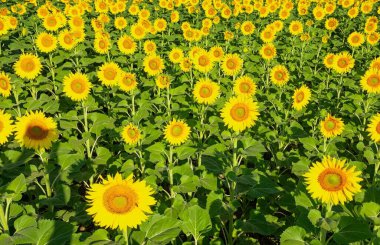 Sarı çiçekler, tarım ürünleri. Ayçiçeklerinin fotoğrafları.