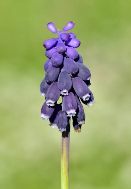 Vahşi çiçeklerin, vahşi sümbüllerin fotoğrafları.