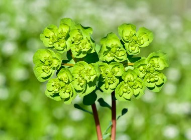 Vahşi bitki resimleri, tıbbi çiçekler. Sperm çiçekleri fotoğrafları.