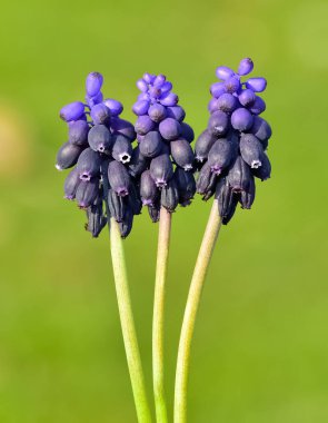 photos of wild flowers, wild hyacinths clipart