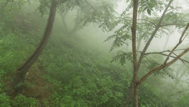 Ağaçlar ve ormanlar. manzara resimleri.