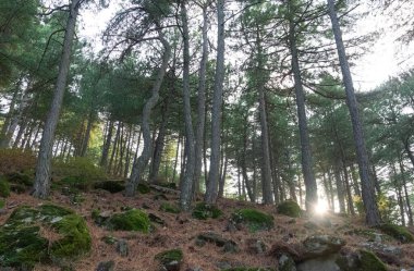 Ağaçlar ve ormanlar. manzara resimleri.