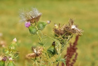 Vahşi bitkiler. Doğada büyüyen dikenlerin fotoğrafları..
