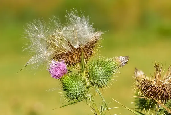 Vahşi bitkiler. Doğada büyüyen dikenlerin fotoğrafları..