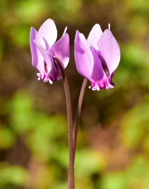 photo of pink cyclamen in its natural habitat clipart