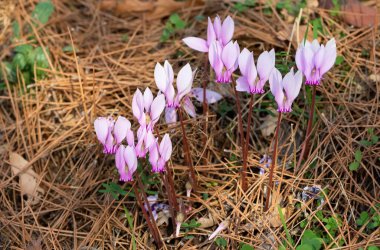 photo of pink cyclamen in its natural habitat clipart