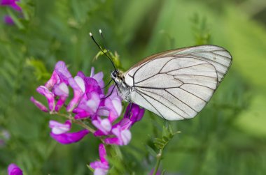 Çiçeklerle beslenen benekli kelebeklerin fotoğrafları