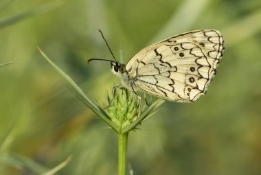 doğal hayatta çiçekler ve kelebekler
