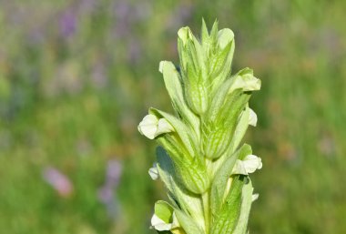Vahşi bitkilerin ve çiçeklerin fotoğrafları. Dikenli çiçek resimleri.