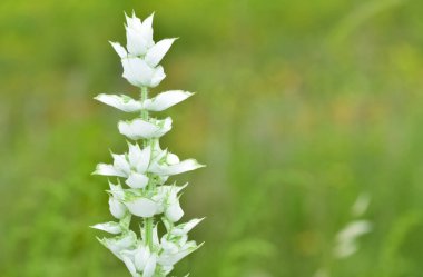 İlaç yapımında kullanılan tıbbi bitki fotoğrafları.