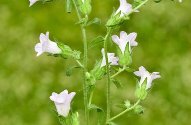Images of natural flowers. bellflower photos. clipart