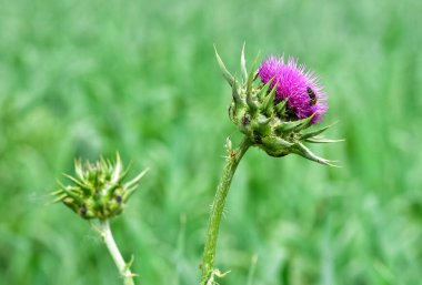 Vahşi bitkiler, vahşi dikenli fotoğraflar.