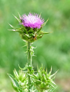 Vahşi bitkiler, vahşi dikenli fotoğraflar.