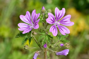Huzurlu çiçekler ve doğal çevre